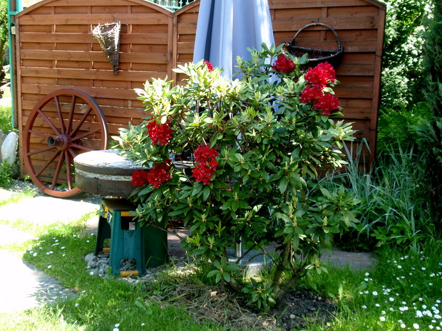 młyńskie koło jako stół i rododendron