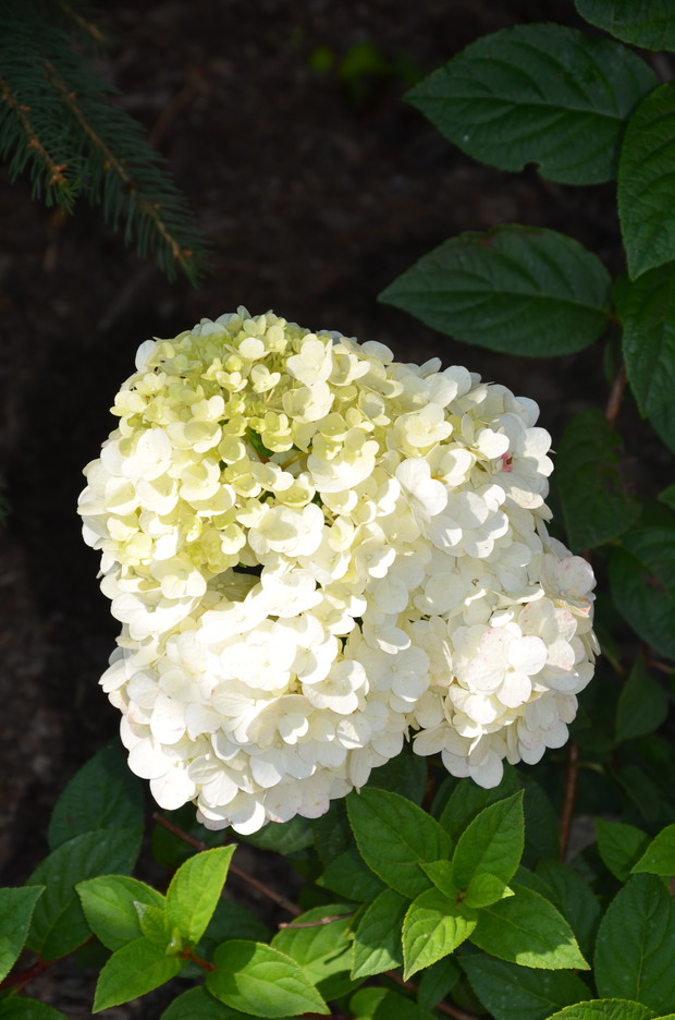 Mój największy tegoroczny okaz hortensja  {młoda z wiosny jeszcze mała , ale urośnie }