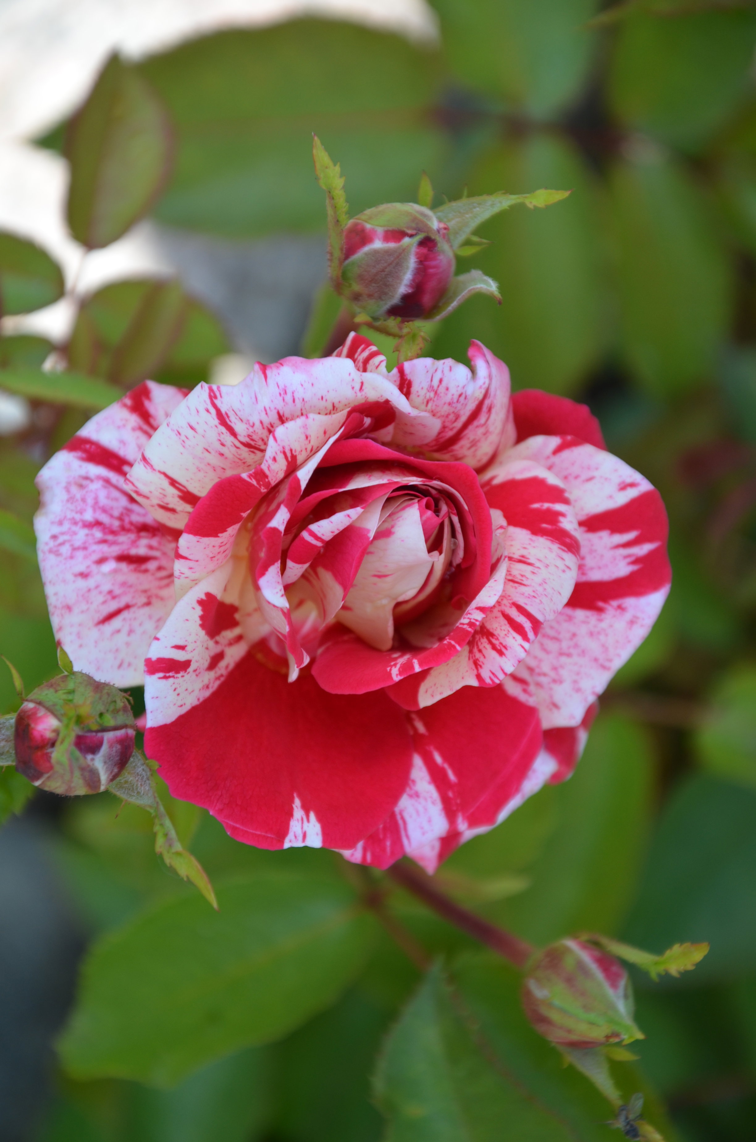 Mój okaz trzy kolorowa róża : { czerwony ,różowy i biały }