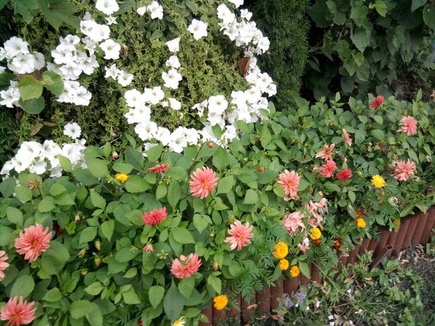 Moja piekna petunia oraz dalje.