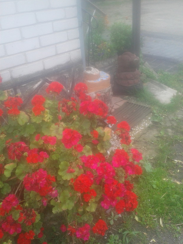 Moja ukochana pelargonia.