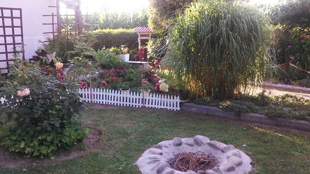 Moja ulubiona trawa  Miskant Chiński ,była jedną z pierwszych roślin które zagościły w moim ogrodzie .Była tania.bezproblemowa w uprawie i nie domagała się zbytniego dbania o siebie.
w ubiegłym roku służyła jako kryjówka dla kwoki z małymi kurczątkami !