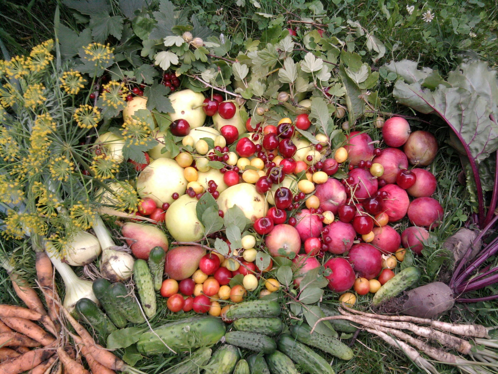 Moje cudowne zbiory z ogrodu warzywnego i sadu.