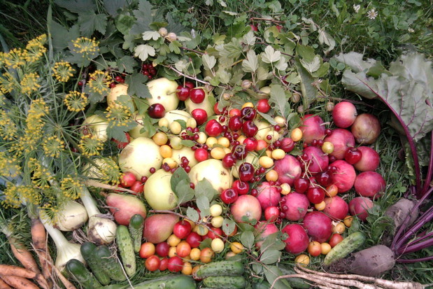 Moje cudowne zbiory z ogrodu warzywnego i sadu.