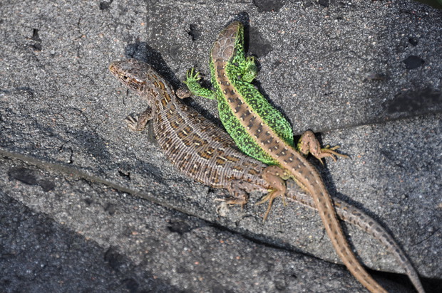 Myślę że tutaj nie potrzebny jest komentarz :)