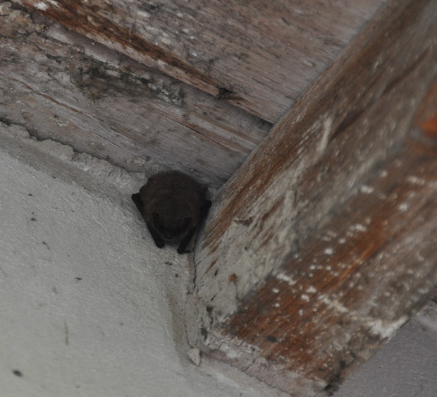 nad balkonem miejsce znalazł i nietoperz :)