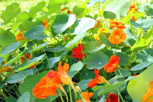 nasturcje :)