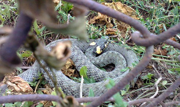 Nasz częsty Gość Zaskroniec