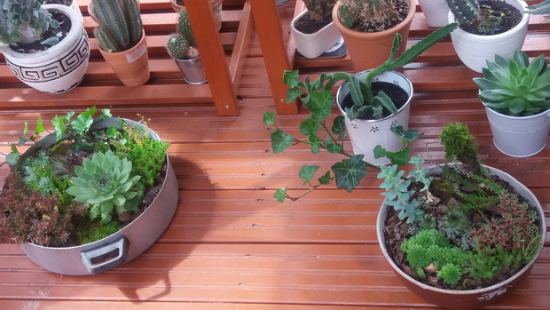 nasze kompozycje domowe