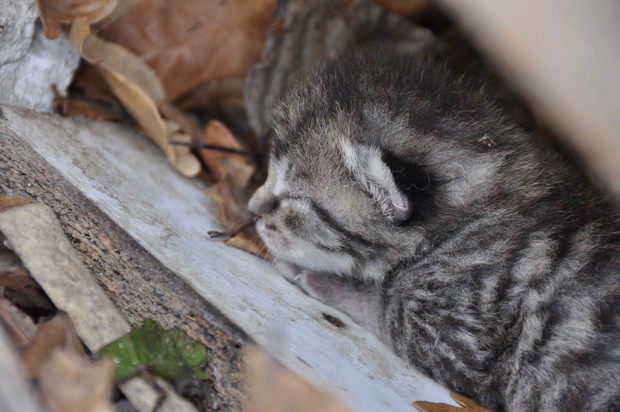 Nawet dzika kotka się okociła w naszym ogrodzie :)  