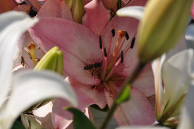 Nie tylko ja nie mogę się oprzeć liliom......  pszczoły też :)