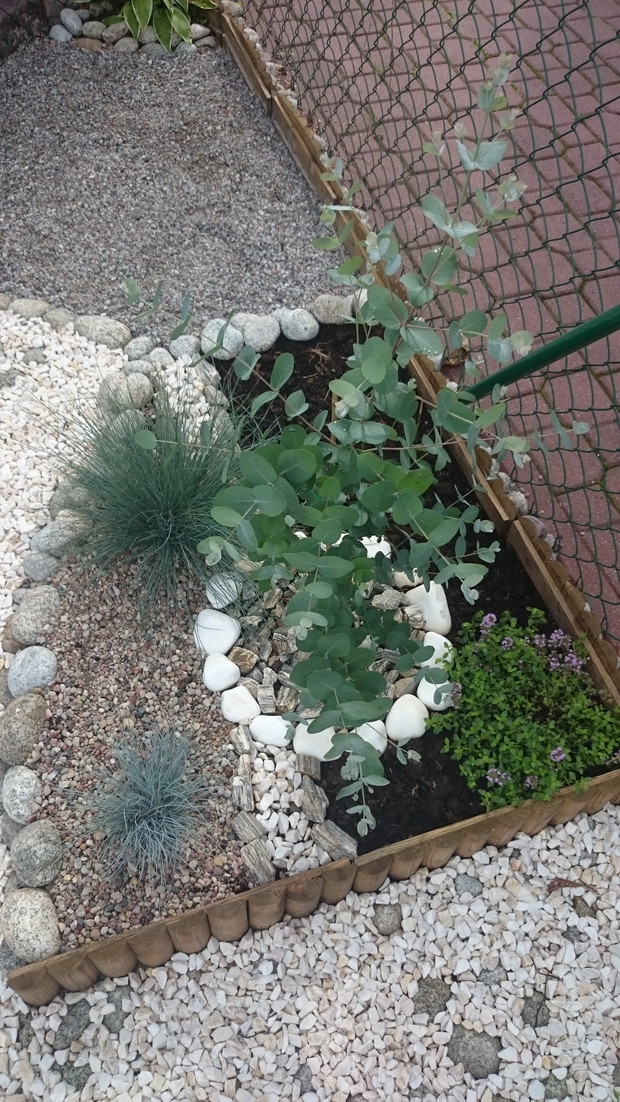 Niebieski eukaliptus