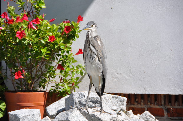 Niesamowita :) przy kwiatku wygląda idealnie - szkoda, że odleciała.