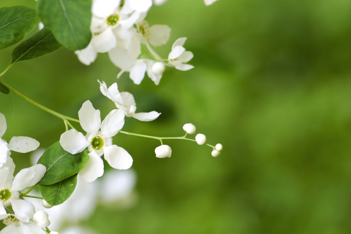 Obiela wielkokwiatowa Exochorda racemosa (zdj.: Fotolia.com)