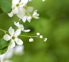 Obiela wielkokwiatowa Exochorda racemosa (zdj.: Fotolia.com)