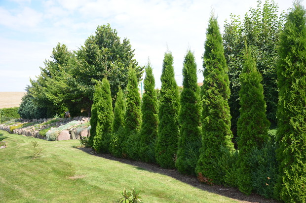 Od strony wschodniej szpaler tui :)