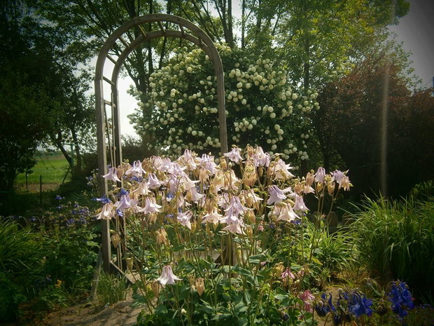 ORLIKI NA TLE -BERBERYSA I KALINY