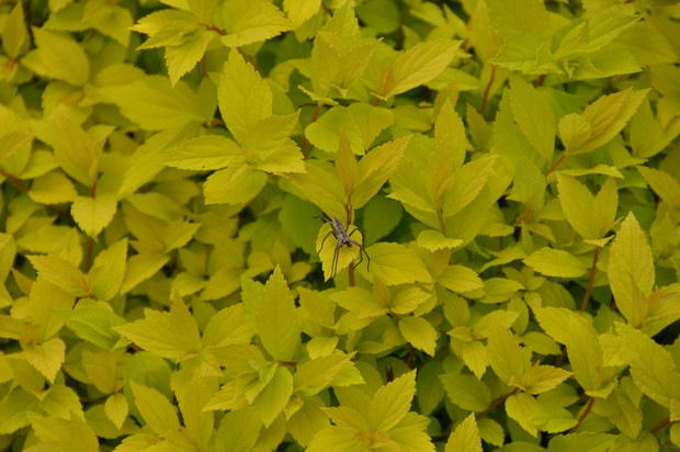 Pająki.... to oczywiste :)