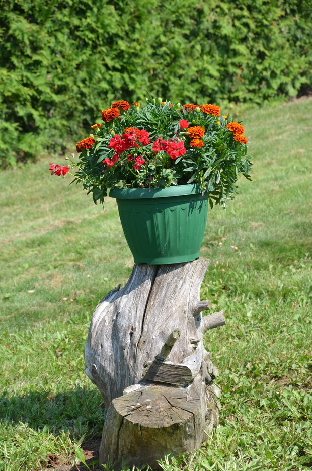 Pelargonie w połączeniu z aksamitkami :)