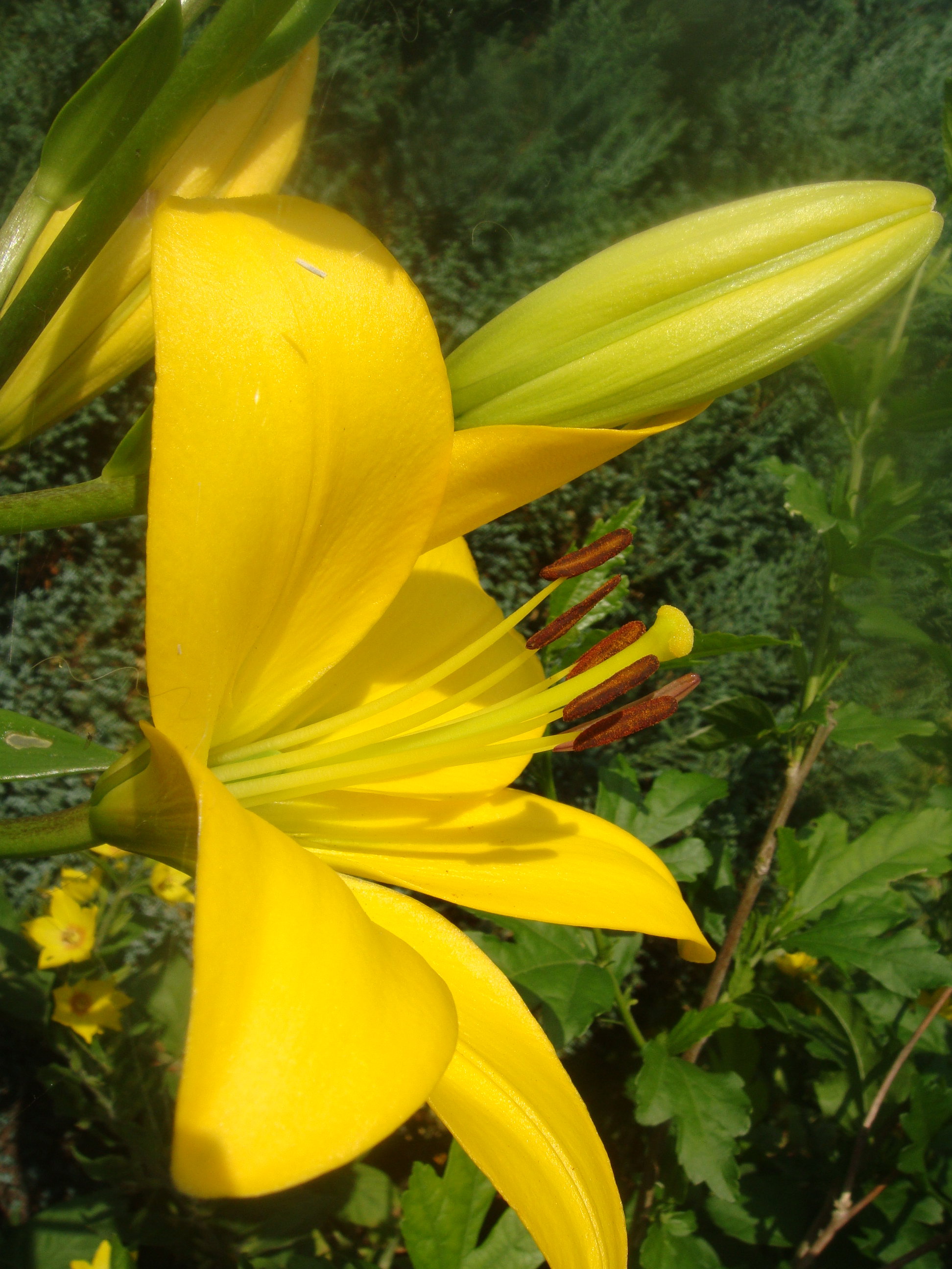 Piękna lilia, o słonecznym kolorze