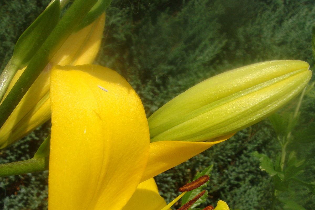 Piękna lilia, o słonecznym kolorze