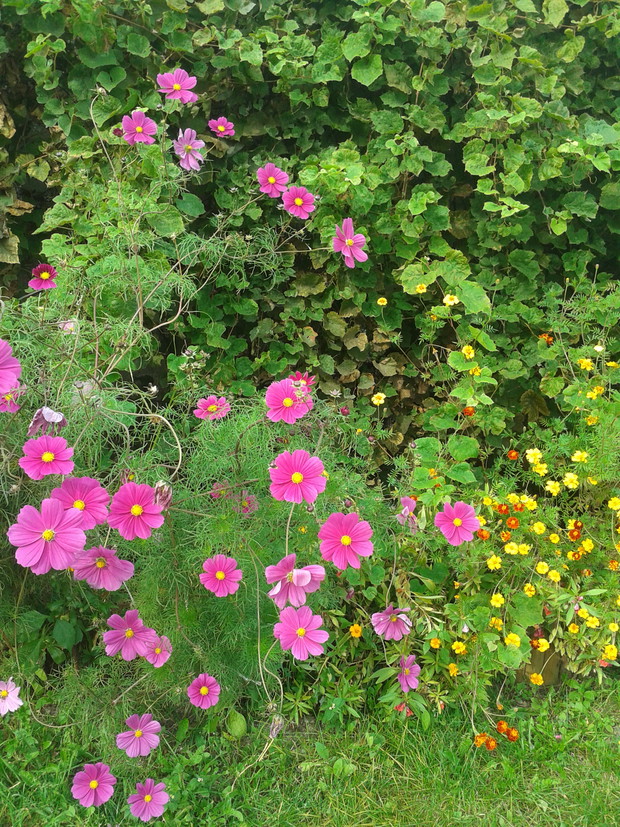 Piekne kosmosy na tle winogrona