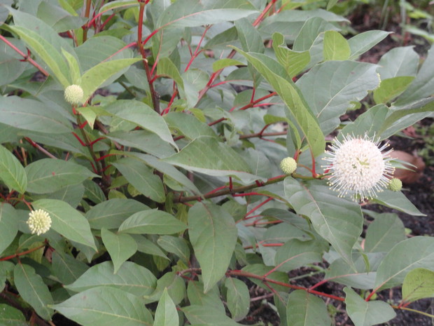 Pierwszy guziczek na moim guzikowcu...