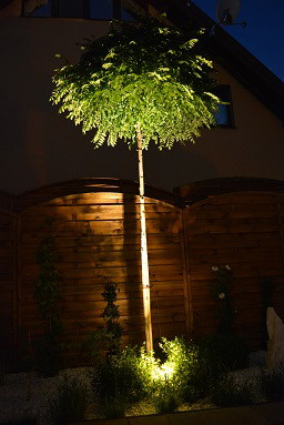 Podświetlona nocą Robinia 