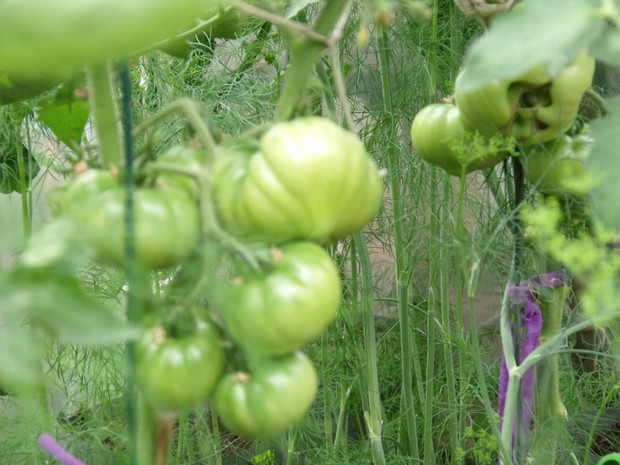 pomidory - jeszcze zielone