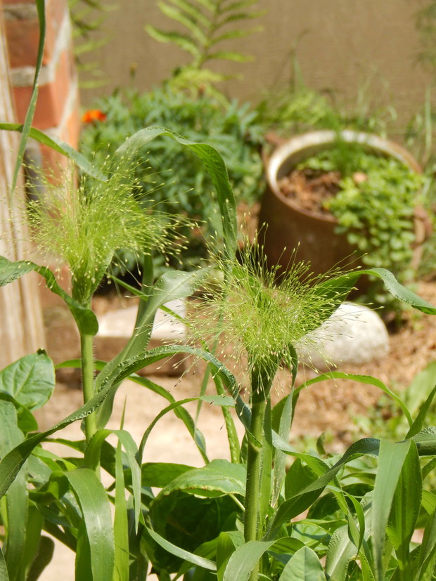 Proso włosowate...trawa jednoroczna, która u mnie wysiewa się sama  (podobnie jak znaczna część innych roślin w moim ogródku:)