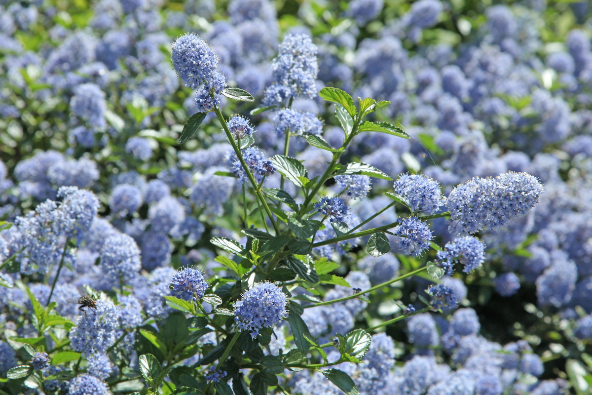 Prusznik Ceanothus (zdj.: Fotolia.com)