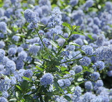 Prusznik Ceanothus (zdj.: Fotolia.com)