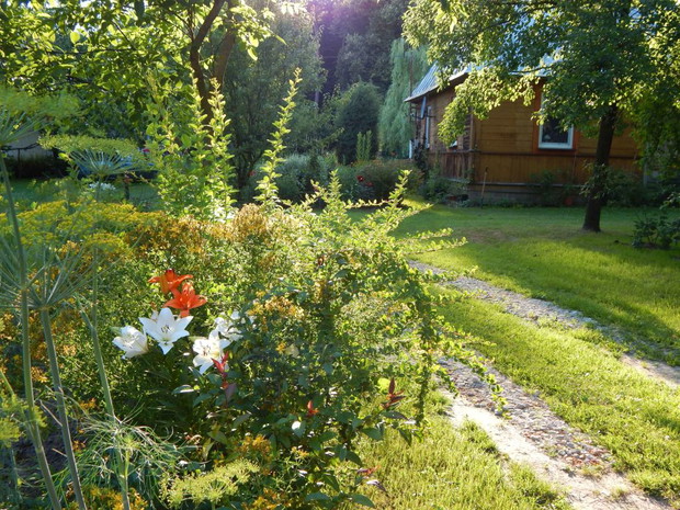 Przy drodze wjazdowej...w tym roku lilie w pierzynce z dziurawca...i berberys z pigwowcem za podpórkę 