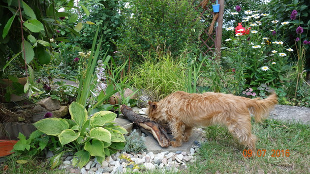 Przy mini oczku wodnym jest więcej chłodu