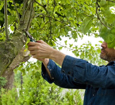 Przycinanie niektórych gałęzi można rozpocząć już w sierpniu (zdj.: G. Pawlik)