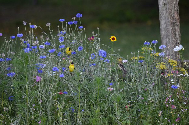 ptaki które są stałymi gośćmi na kwiatowej łące
