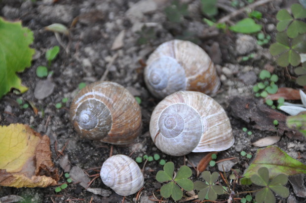 Puste muszle po ślimakach stanowią również  naszym ogrodzie element dekoracji :)