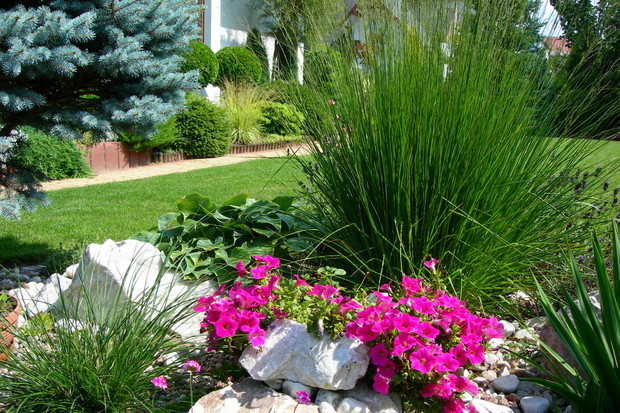 rabata trawiasta w połączeniu z surfinią