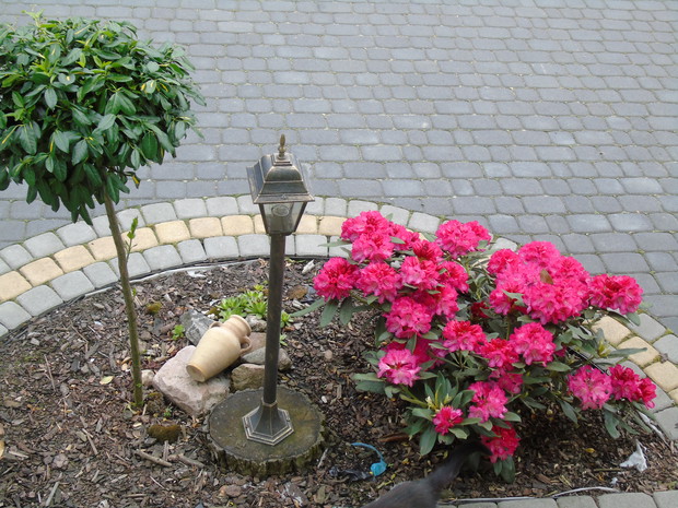 Rododendron i trzmielina - zjawiskowo prezentują się w świetle latarni.