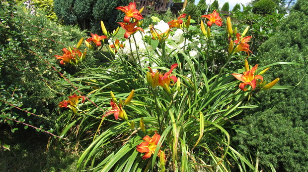 Rodzinka liliowatych :)