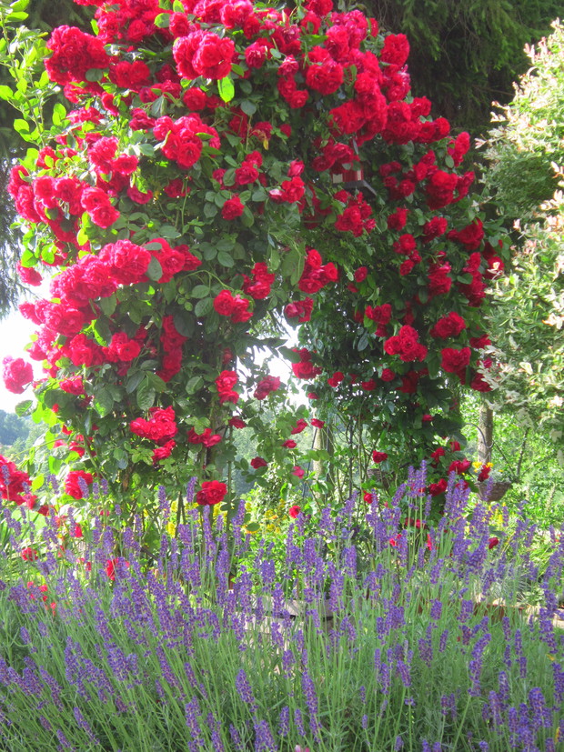 Róża w towarzystwie lawendy