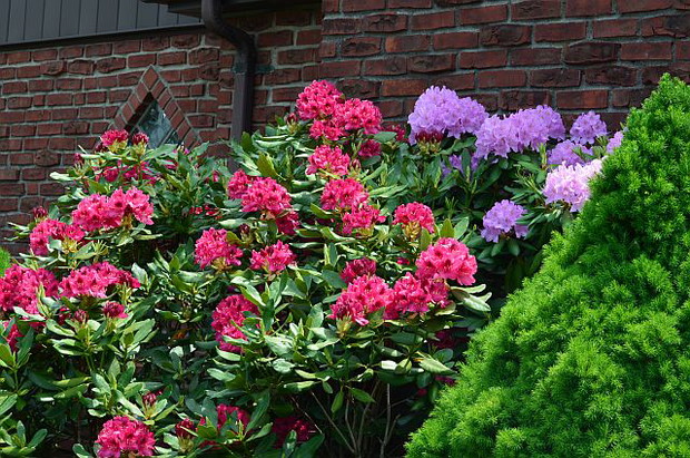 różaneczniki których dosadziliśmy jeszcze parę z tyłu za domem