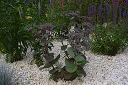 Rozchodnik blue pearl