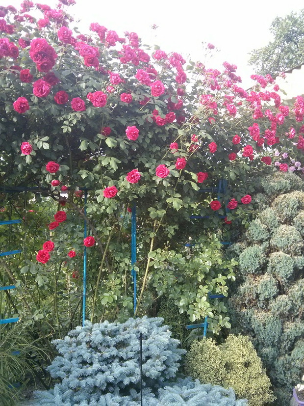 Różyczki i Iglaczki