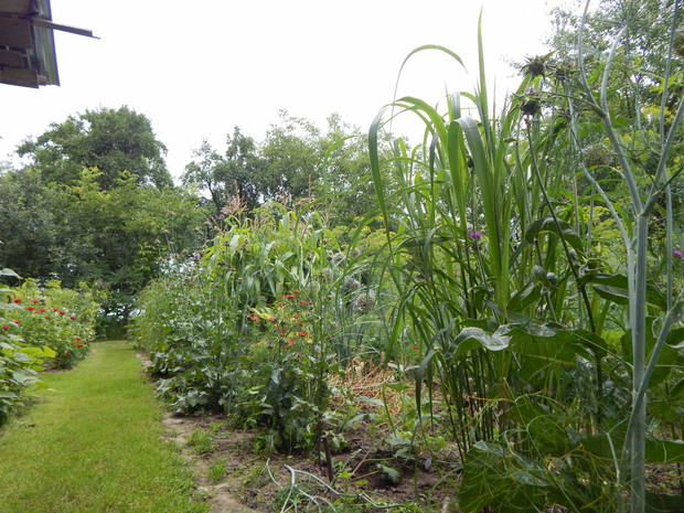 Ścieżka przy warzywniaku