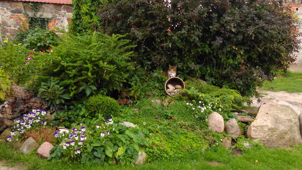 Skalniak obok huśtawki