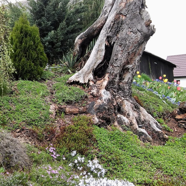 Skalniak w starym drzewie.