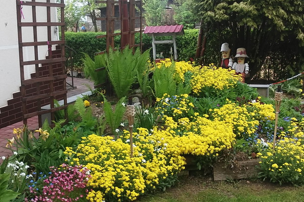 SKALNIAK ZE SMAGLICZKĄ NADMORSKĄ -MÓJ ULUBIONY KOLOR WIOSENNY