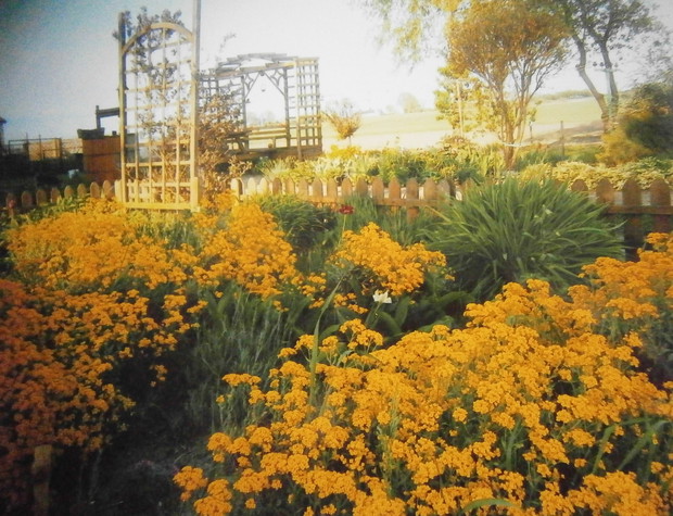 SMAGLICZKA-WIOSNA W OGRODZIE