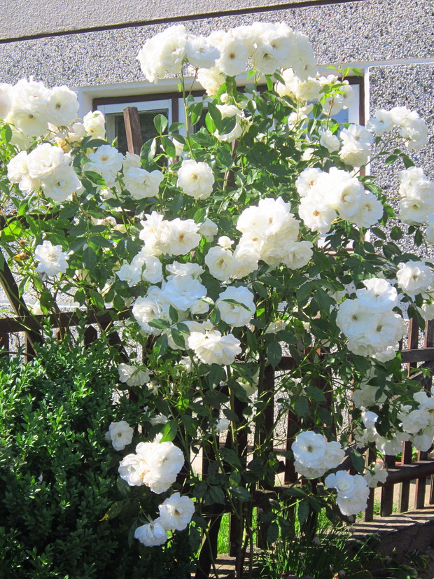 Śnieżnobiałe róże